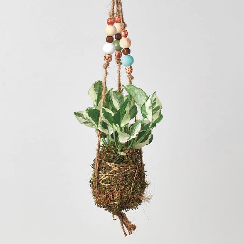 Kokedama Moss Ball Hanging Plant - Pothos Njoy